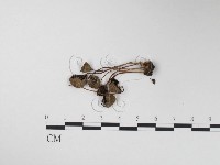 登錄號:F0024363藏品圖，第1張