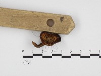 登錄號:F0024365藏品圖，第4張