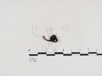 小皮傘屬藏品圖，第1張