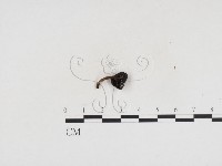 小皮傘屬藏品圖，第3張