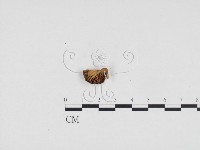 登錄號:F0024367藏品圖，第1張
