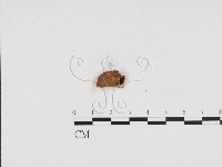登錄號:F0024367藏品圖，第3張