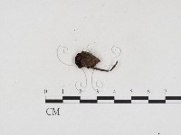 登錄號:F0024370藏品圖，第1張