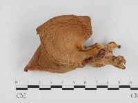 登錄號:F0024372藏品圖，第1張