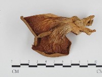 登錄號:F0024372藏品圖，第3張