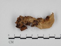 登錄號:F0024373藏品圖，第1張