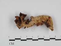 登錄號:F0024373藏品圖，第3張