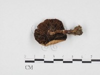 登錄號:F0024376藏品圖，第3張