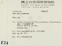 炭角菌屬藏品圖，第2張