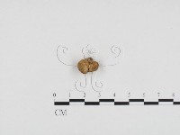 登錄號:F0024379藏品圖，第1張