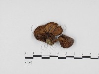 登錄號:F0024380藏品圖，第1張