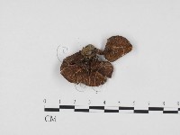 登錄號:F0024380藏品圖，第3張