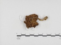 粉褶菌屬藏品圖，第3張