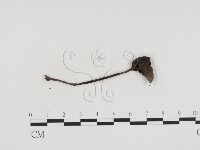 登錄號:F0024382藏品圖，第3張