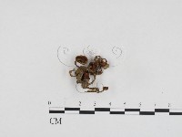 登錄號:F0024385藏品圖，第1張