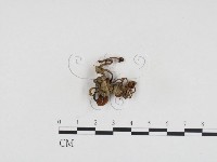 登錄號:F0024385藏品圖，第3張