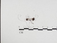 登錄號:F0024387藏品圖，第1張