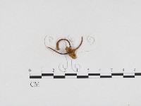 登錄號:F0024388藏品圖，第1張