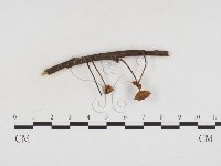 登錄號:F0024389藏品圖，第1張