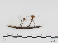 登錄號:F0024389藏品圖，第3張