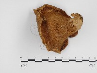 登錄號:F0024391藏品圖，第3張