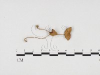 登錄號:F0024393藏品圖，第1張
