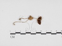 登錄號:F0024393藏品圖，第3張