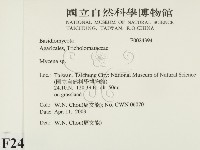小菇屬藏品圖，第2張