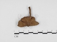 登錄號:F0024395藏品圖，第3張