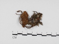 登錄號:F0024396藏品圖，第1張