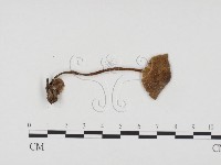 登錄號:F0024397藏品圖，第1張