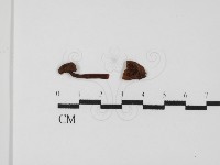 登錄號:F0024398藏品圖，第1張