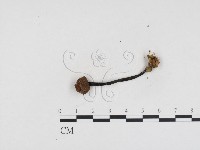 登錄號:F0024398藏品圖，第3張