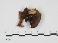 登錄號:F0024399藏品圖，第1張