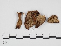 登錄號:F0024399藏品圖，第3張