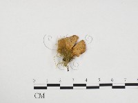 登錄號:F0024400藏品圖，第1張