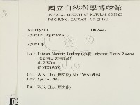 炭角菌屬藏品圖，第2張