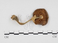 登錄號:F0024403藏品圖，第1張