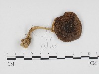 登錄號:F0024403藏品圖，第3張