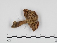登錄號:F0024404藏品圖，第1張