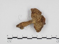 登錄號:F0024404藏品圖，第3張
