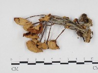 登錄號:F0024406藏品圖，第1張