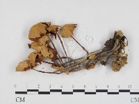 登錄號:F0024406藏品圖，第3張