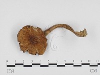 登錄號:F0024408藏品圖，第1張