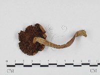 登錄號:F0024408藏品圖，第3張
