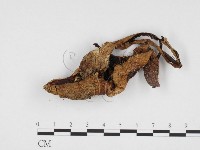 登錄號:F0024410藏品圖，第1張
