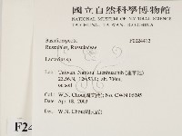 乳菇屬藏品圖，第2張