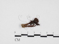 登錄號:F0024414藏品圖，第1張