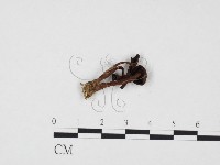 登錄號:F0024414藏品圖，第3張