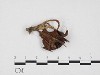 登錄號:F0024415藏品圖，第1張